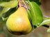 Update: 4.000 perenbomen voor Zuid-Hollanders zijn uitverkocht